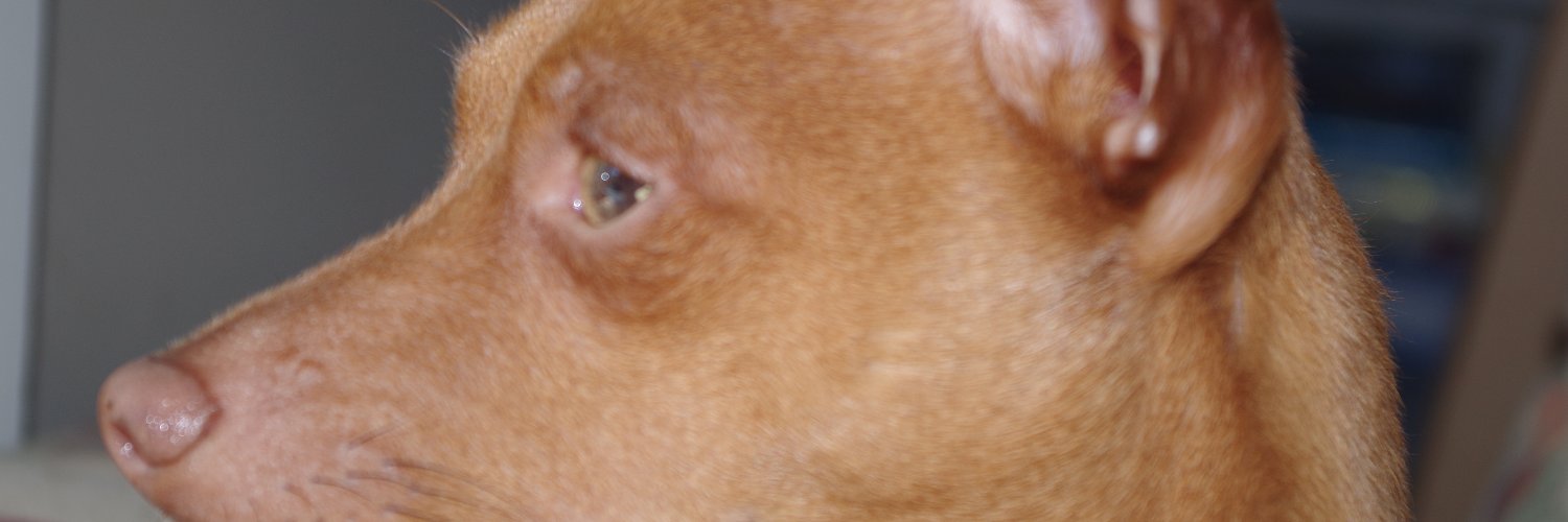 PrincessDavida's profile banner image