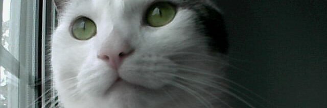 ozzydw's profile banner image