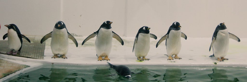 ペンギンに埋もれたい banner