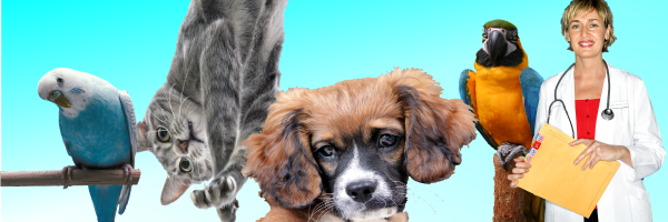 VetsDirectory's profile banner image