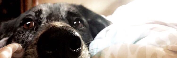 Nicholefort's profile banner image