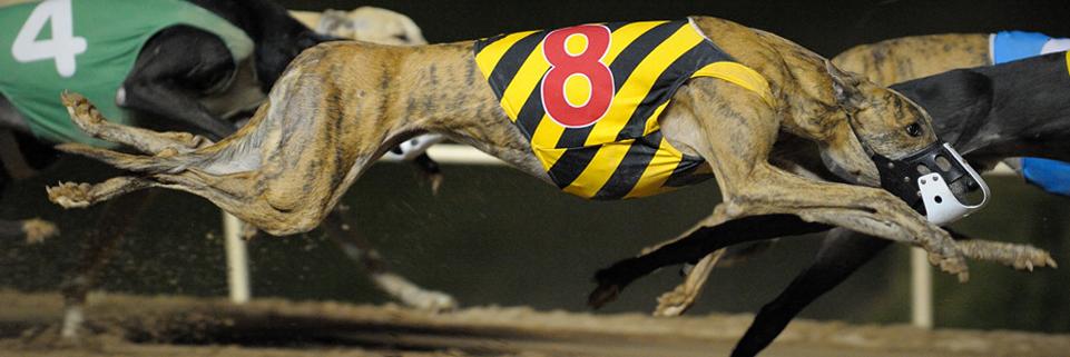 GreyhoundNews's profile banner image