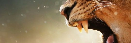 tarzan_br's profile banner image