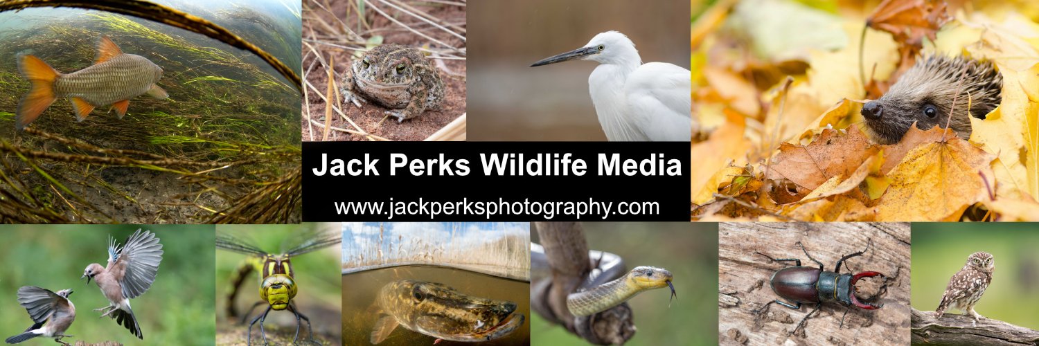 Jack Perks's banner