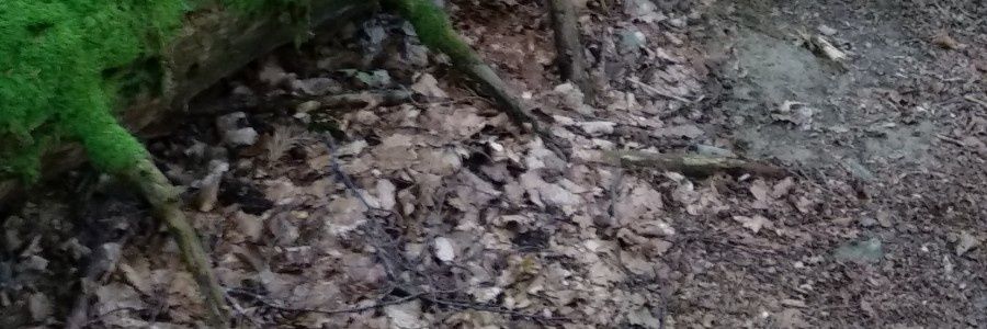 opengt's profile banner image