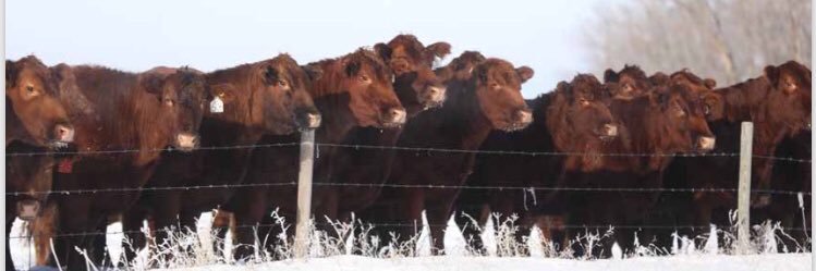 KenrayRanch's profile banner image