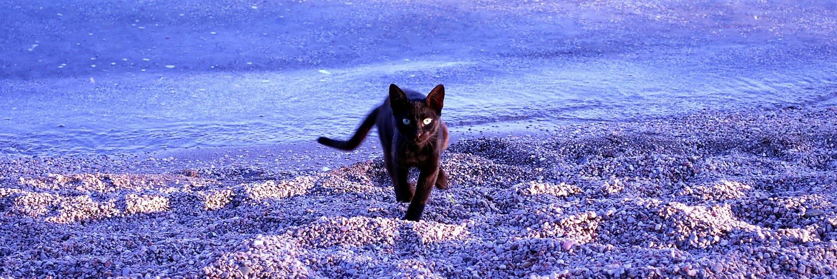 kittykittycat1's profile banner image