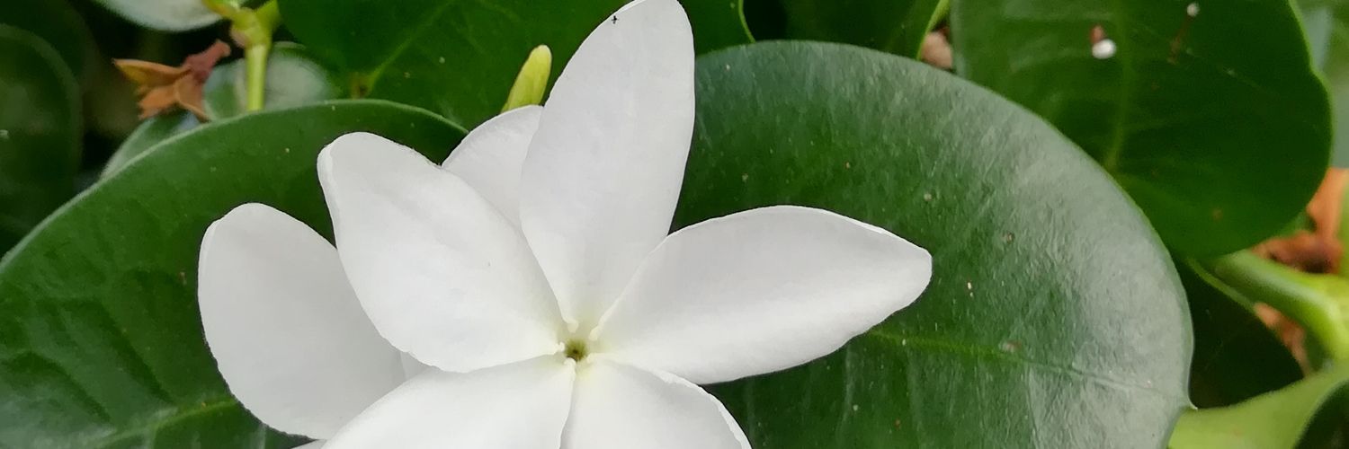 AllyLuck's profile banner image