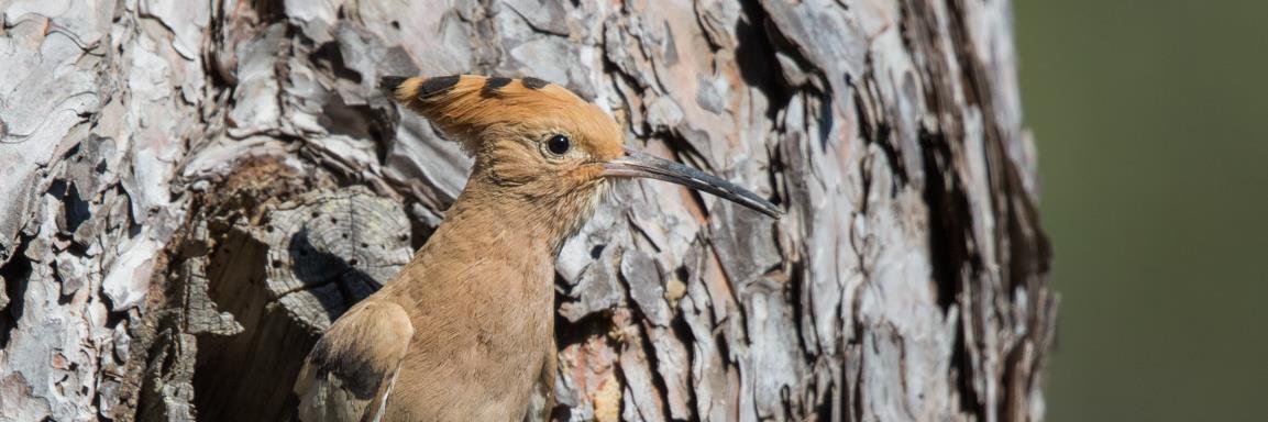 CyprusBirdsandNature banner