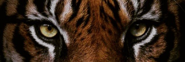 Walshy7650's profile banner image