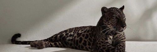 BellaLucia_'s profile banner image