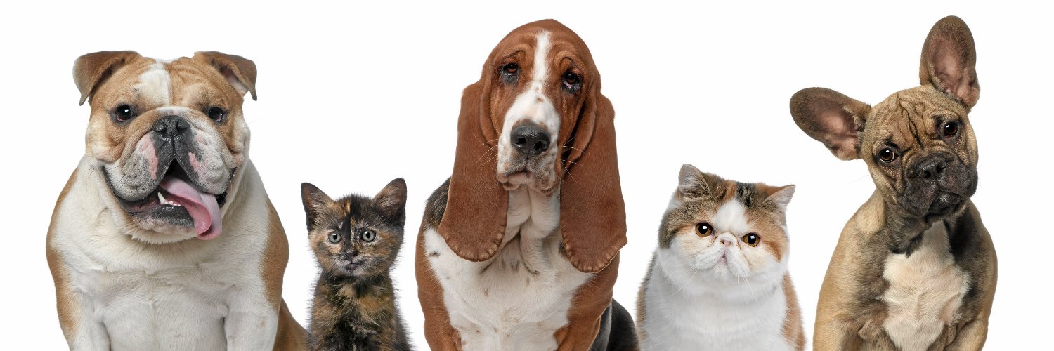 mascopix's profile banner image