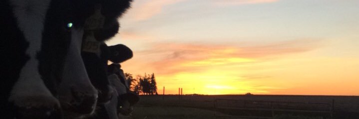 mollyherbb's profile banner image