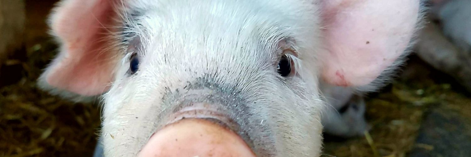 Swedaro's profile banner image