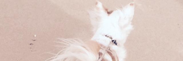 _xiisabell's profile banner image