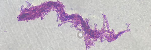 franfrancoAdL Profile Banner