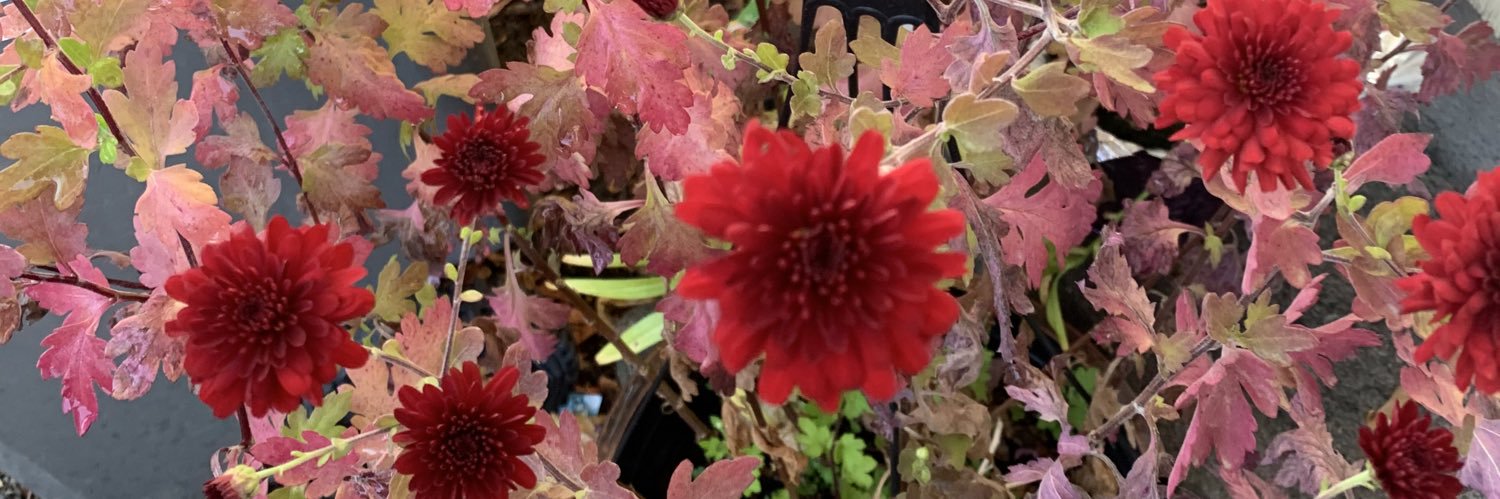 hilsteph's profile banner image