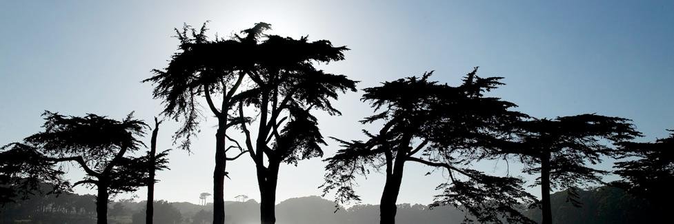 TPC Harding Park banner