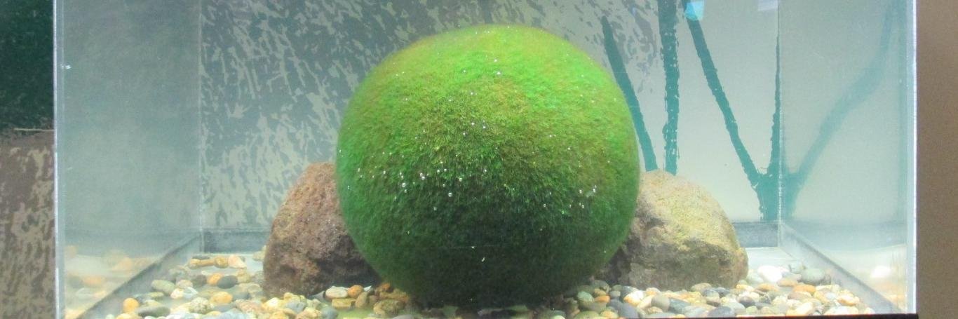 都道府県 （地域別） banner