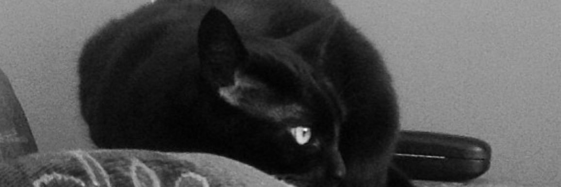 killer_puss's profile banner image