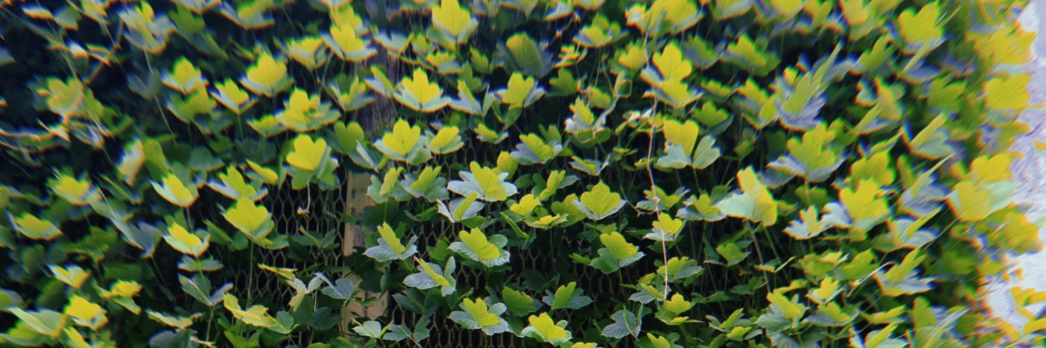 sofiebaconn's profile banner image