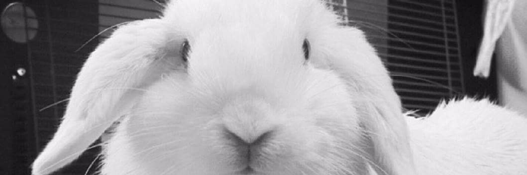 ZoeWhite22's profile banner image