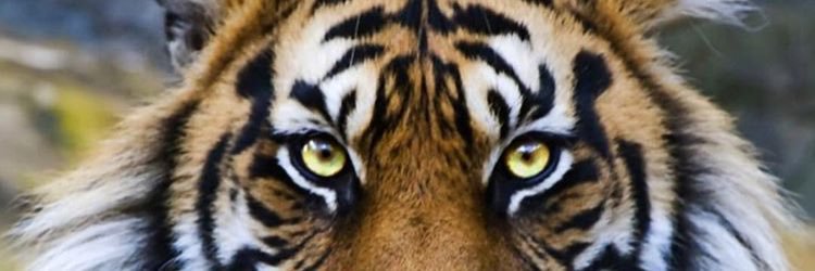 suniltarneja's profile banner image