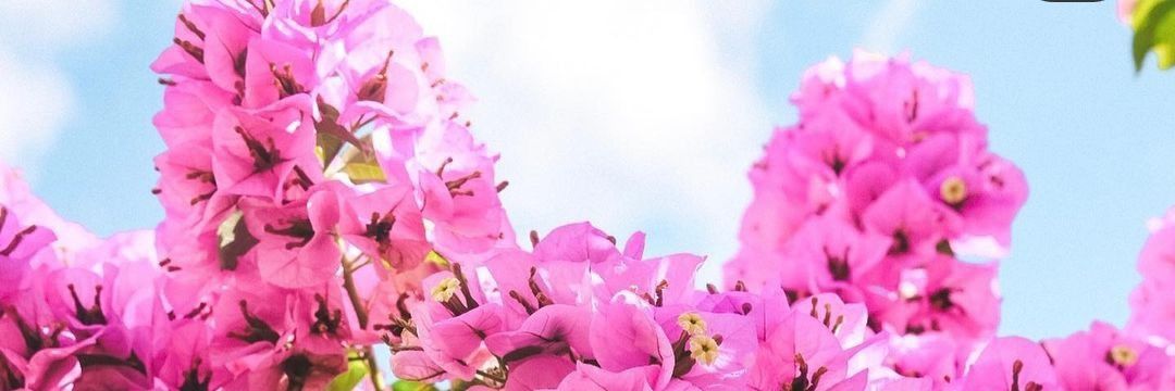 Angie_130188's profile banner image