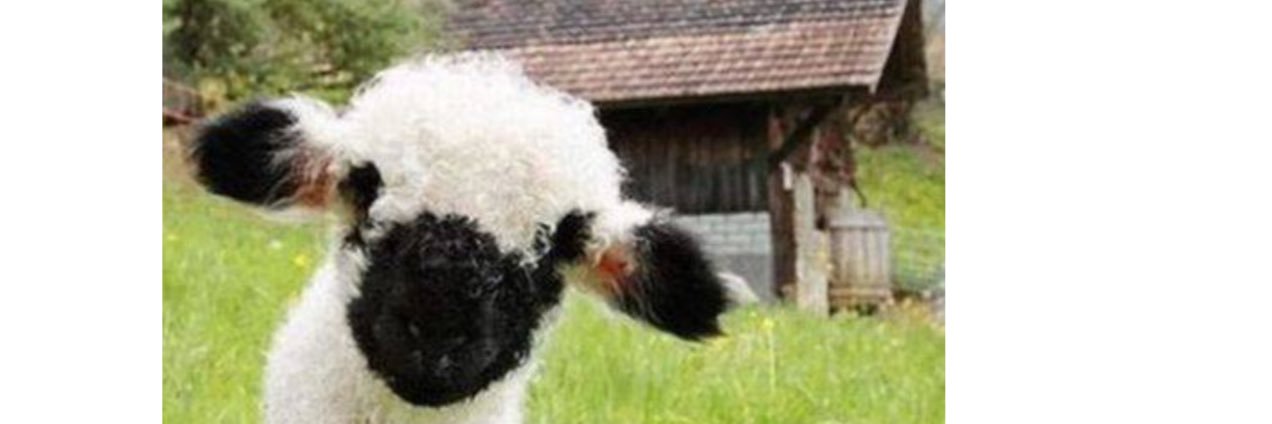 ggduck's profile banner image