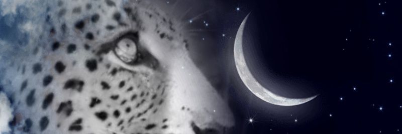 Rhonddalass's profile banner image