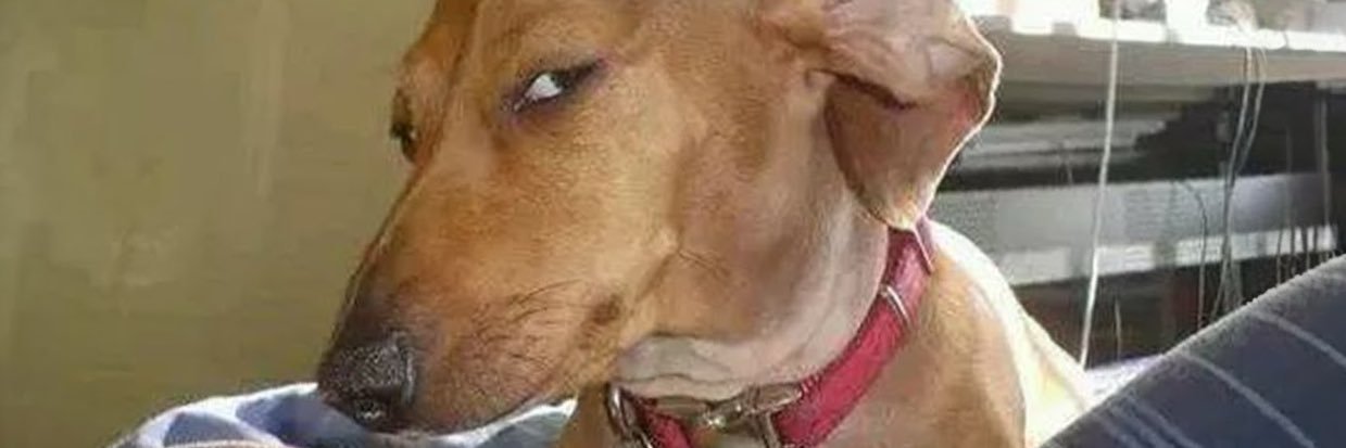 Ryan Appleton banner