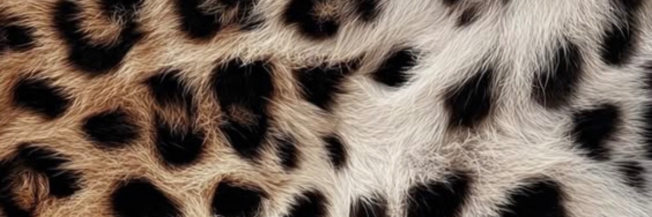 shnncee's profile banner image