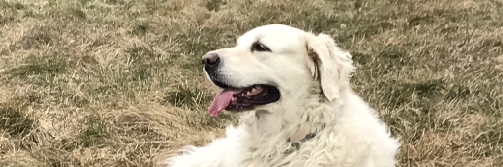 Walaszczyk's profile banner image