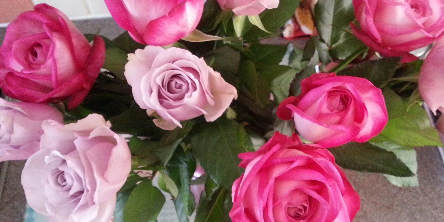 DanielleRebbeck's profile banner image