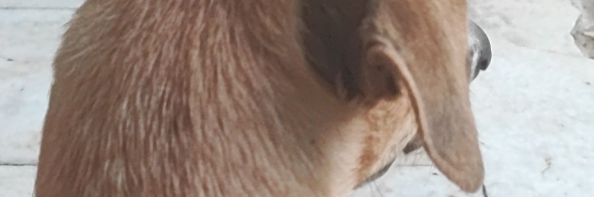Igor_salgado's profile banner image