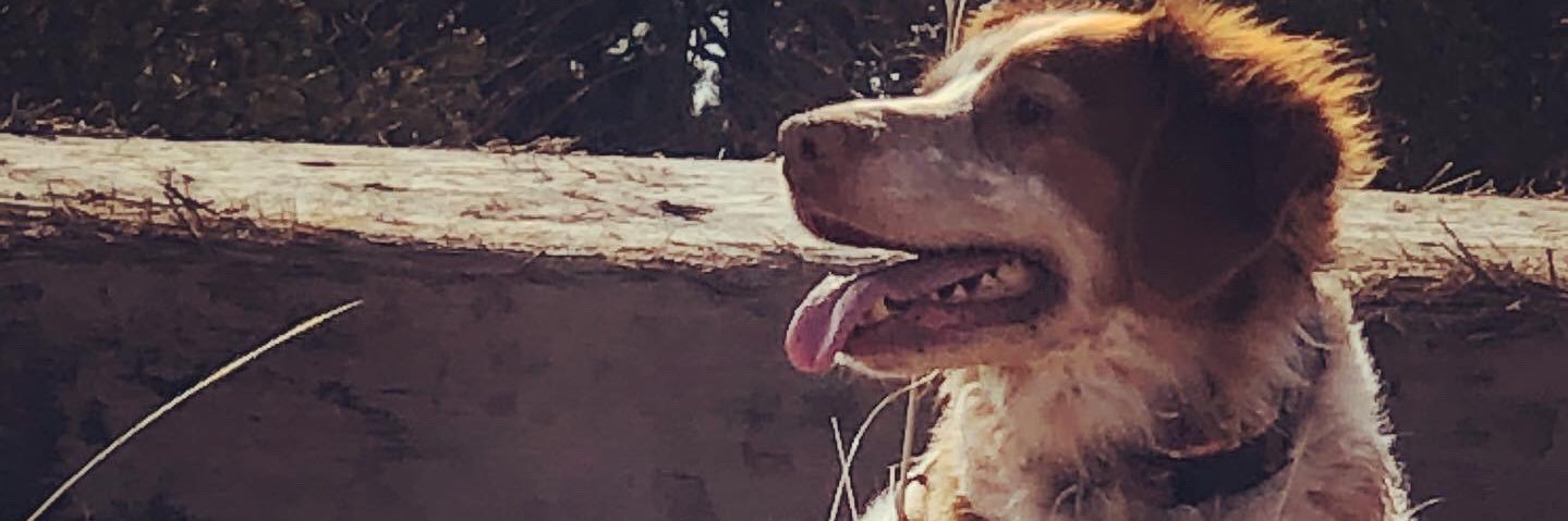 roscoehash's profile banner image