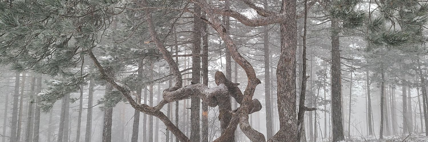 sericksonXBT's profile banner image