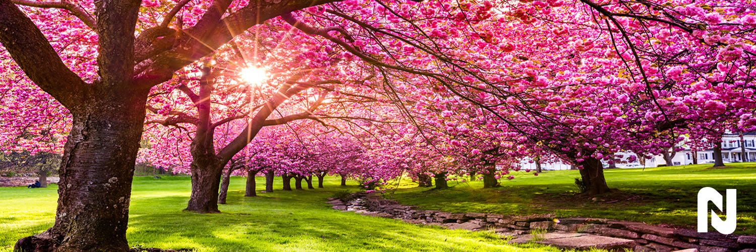 NJFCU's profile banner image