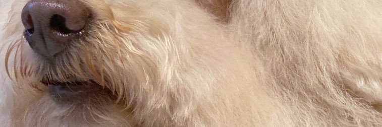 senyangoro's profile banner image