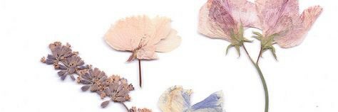 YukiBrito's profile banner image