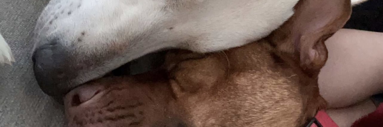 TJBeavers's profile banner image