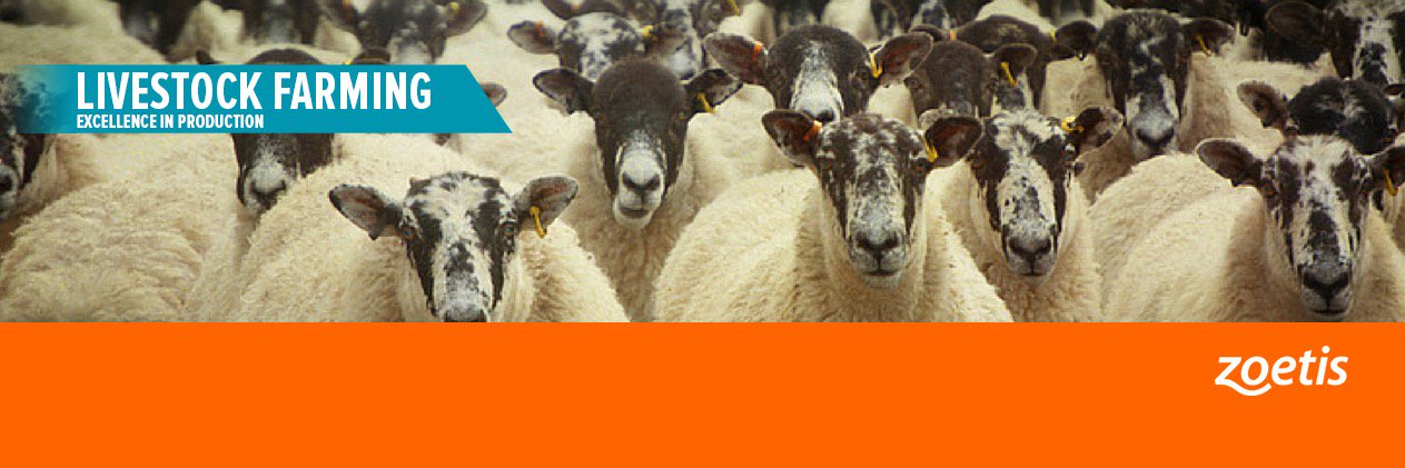 Sheep Farmers (@sheep_farmers) / Posts / X