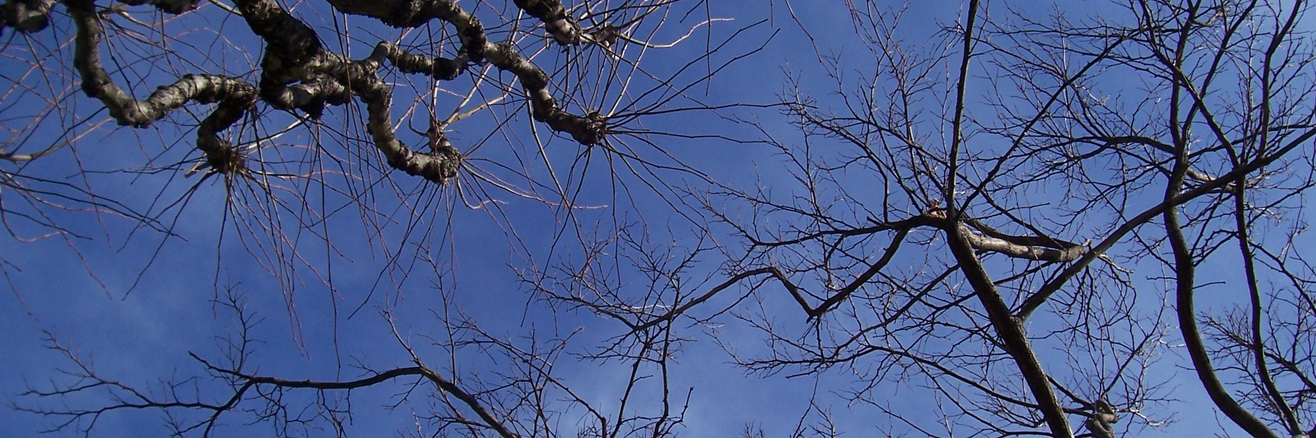 Pecale's profile banner image