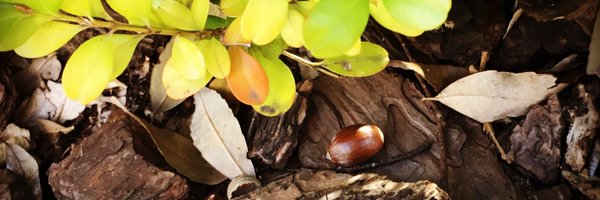 Lantana Profile Banner