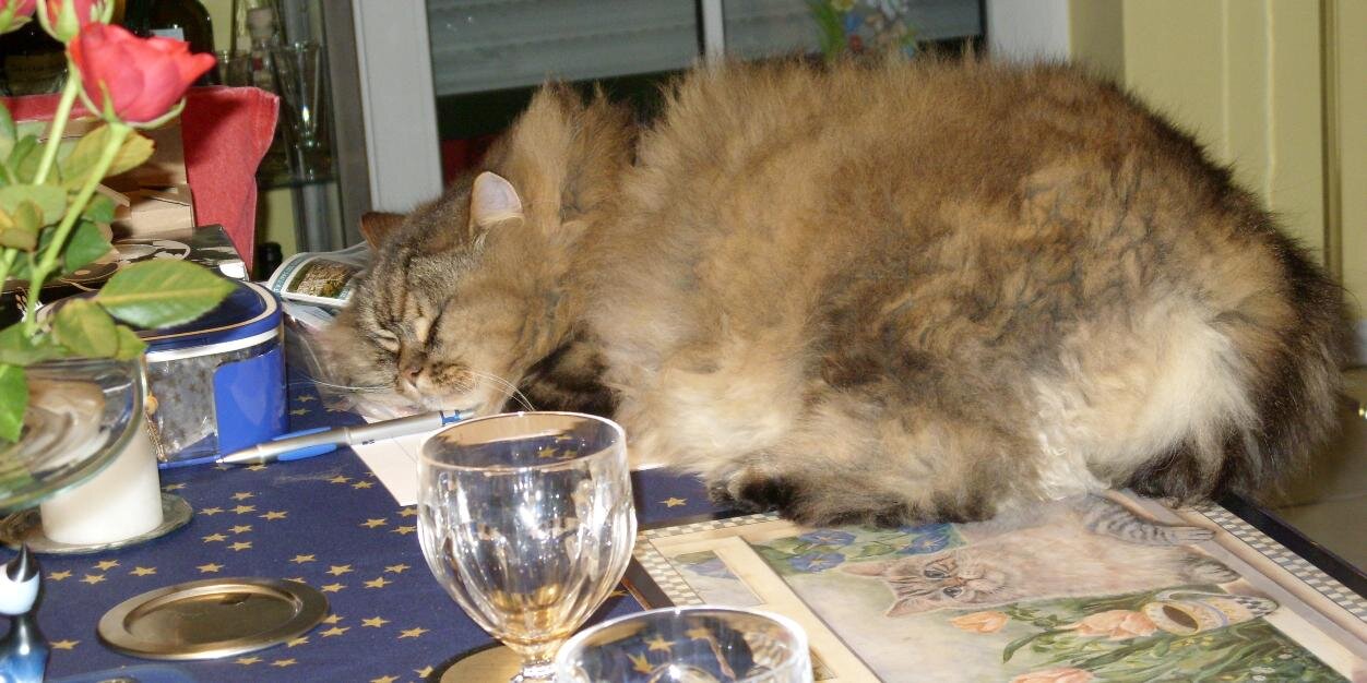 cattsitter's profile banner image