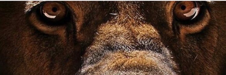 AndyKooh banner
