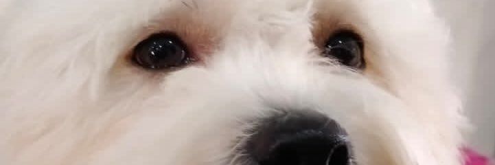 AswinPesulima's profile banner image