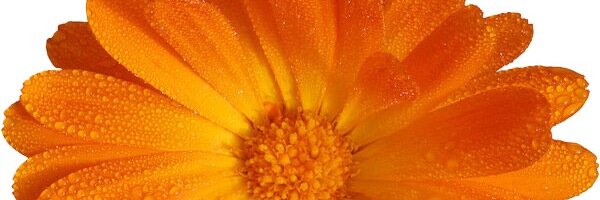 Alippestad's profile banner image