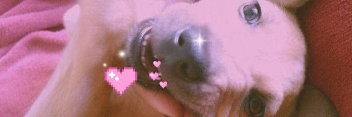 sofia_soaress's profile banner image