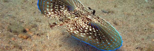 UdGmar Profile Banner